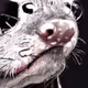 Rat_Belly