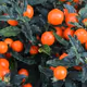 Orangeek