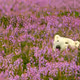 polarbear2