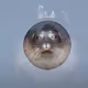 Crypto_Seal