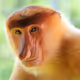Fahamore