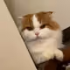 _Zed_