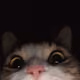 AriYang