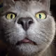 Auto_cat