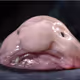 collisoninga