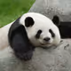 FuzzySlipperz8