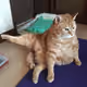runningcat_jennykim