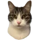 NFTinitcom_cz