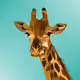 GiraffeDAO