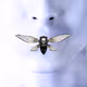 CicadasFinance