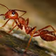 TheRedAnt
