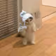 rawrrawrNFT