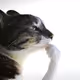 emirsu