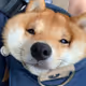0x1155b031b034328944330eba2a86534e395520bd
