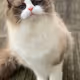 Ragdollsnfts