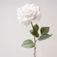WhiteRoseBorn