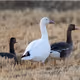 SnowGoose