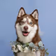 Pomsky_ReCom