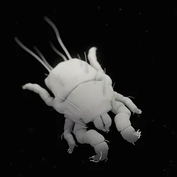 OpenSea profile picture for @dei