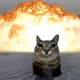 4x_cat
