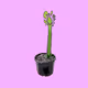 ClubCactus