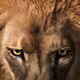 Lion33