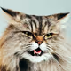 MM_Cat