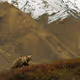 Aido-