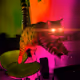 UNICORN_PROPHET