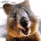 QuokkaFPV