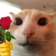 Sweetvictory94