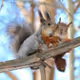 Squirrelland81