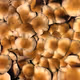 MindfulMushroom