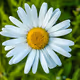 daisies_nft