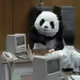 brokenpanda
