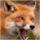 RedFoxCZ