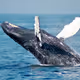 nft_whale_open