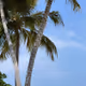 palmmart