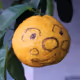 shibakabu