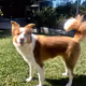 ozyboscoe
