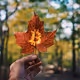 MapleCrypto