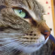 Cat-gaia