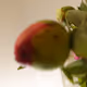 GameOfFlowers