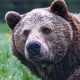 Goomybear