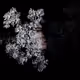 0x146509847d2b597154cae30f534354ba28865234