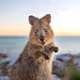 QuokkaDontPreach
