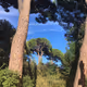 edgnat