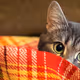 CAT_INDICAR