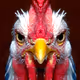 -Chicken-