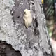 Goldsurfer777